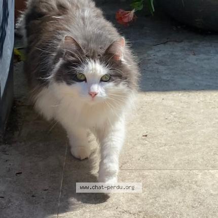 Photo 1/1 Tobermory Chat lost in Angers