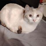 Picture of cat lost at La Tour Du Pin