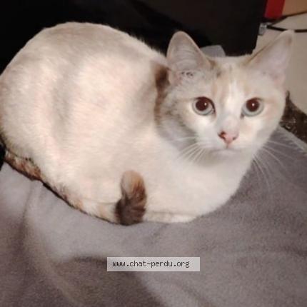 Photo 1/1 Tysonne Chat lost in La tour du pin