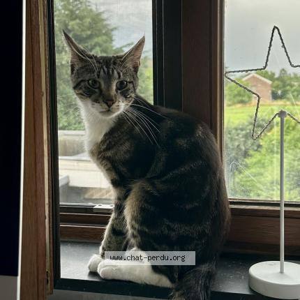 Foto 1/1 Kat teruggevonden Vermist in Vivegnis
