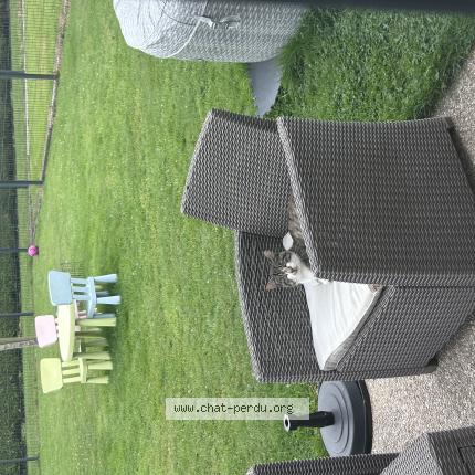 Photo 1/1 Yuki Chat lost in Quincampoix