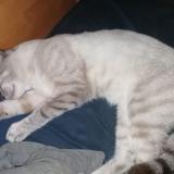 Picture of cat lost at Curel