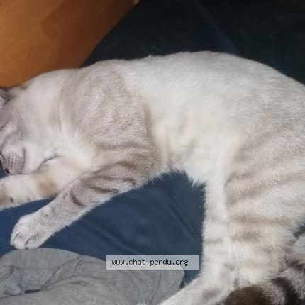 Photo 1/1 Calin Chat lost in Curel