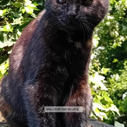 Photo 1/1 Shadow Chat lost in Jauche