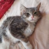 Picture of cat lost at Eyguieres