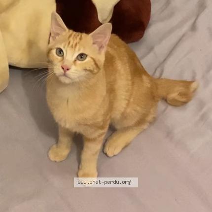 Photo 1/1 Shana Chat lost in Bezons