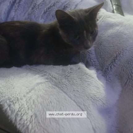 Photo 1/1 Found cat Found in Creil