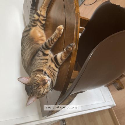 Photo 1/1 Rajah Chat lost in Figari