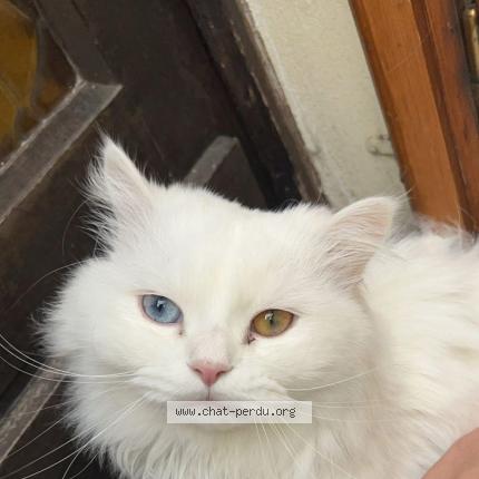 Photo 1/1 Angelo Chat lost in Creil