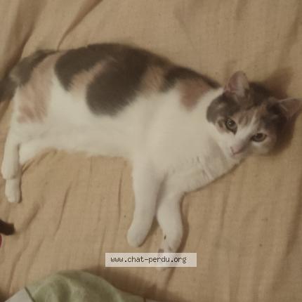 Photo 1/1 Replay Chat lost in Blaye les mines