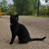 Picture of cat found at Magny Les Hameaux
