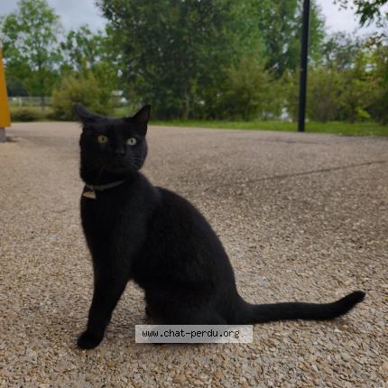 Photo 1/1 Cat reunited Found in Magny les hameaux