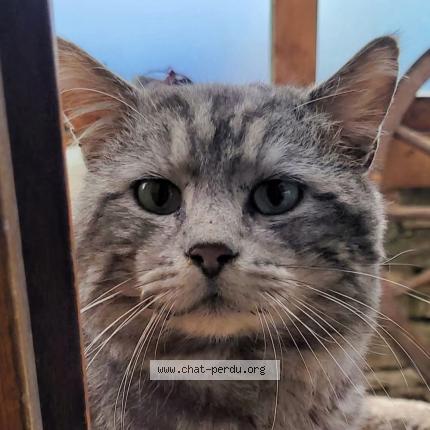 Photo 1/1 Tigrou Chat lost in Les fontenelles