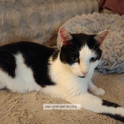 Photo 1/1 Found cat Found in Clermont ferrand