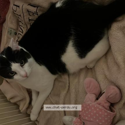 Photo 1/1 Rocky Chat lost in Bagnolet