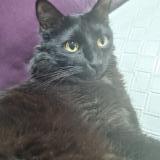 Photo of a cat found in Bogota