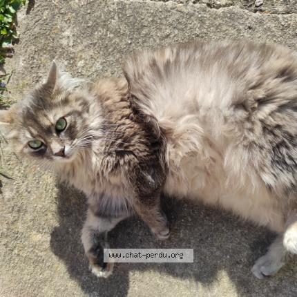 Photo 1/1 Paillette Chat lost in Pitres