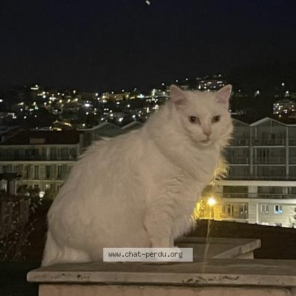 Photo 1/2 Lilly Chat lost in Aix en provence