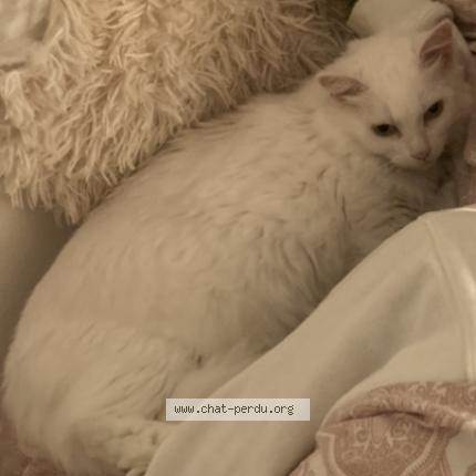 Photo 2/2 Lilly Chat lost in Aix en provence