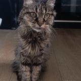 Picture of cat lost at Chantonnay