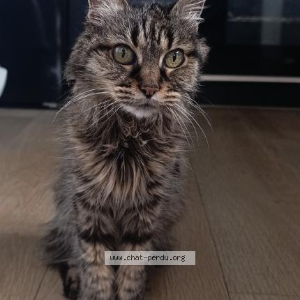 Photo 1/1 Shanna Chat lost in Chantonnay