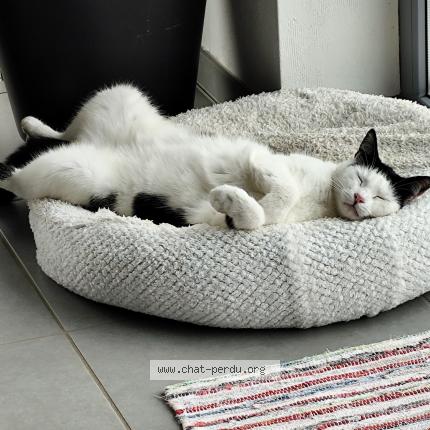 Photo 1/1 Folli Chat lost in Bourglinster