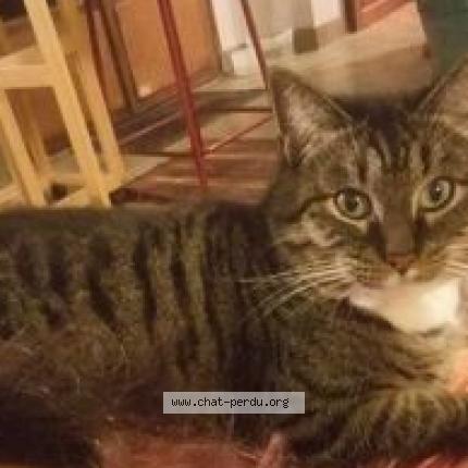 Photo 1/1 CALLIRHOE Chat lost in Tours