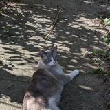 Picture of cat found at Toulouse