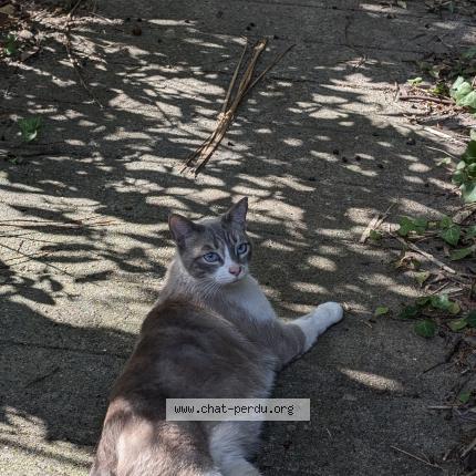 Photo 1/1 Found cat Found in Toulouse