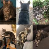 Picture of cat lost at L Hopital