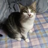 Picture of cat lost at Foissiat