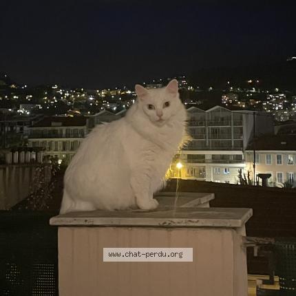 Photo 1/1 Lily Chat lost in Aix en provence
