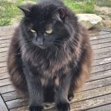 Picture of cat lost at Argens Minervois