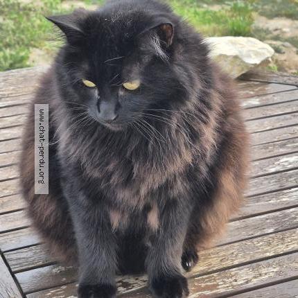 Photo 1/1 Peluche Chat lost in Argens minervois