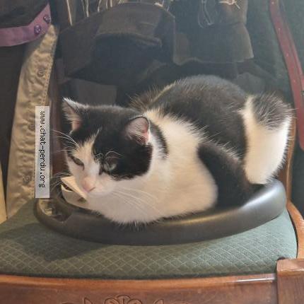 Photo 1/1 Zazu Chat lost in Ste foy st sulpice