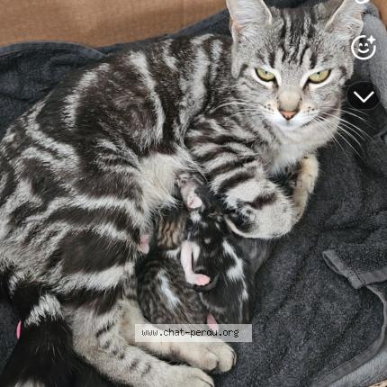 Photo 1/1 MIAOUSS Chat lost in Les ulis