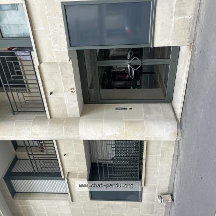 Photo 1/1 Found cat Found in Paris