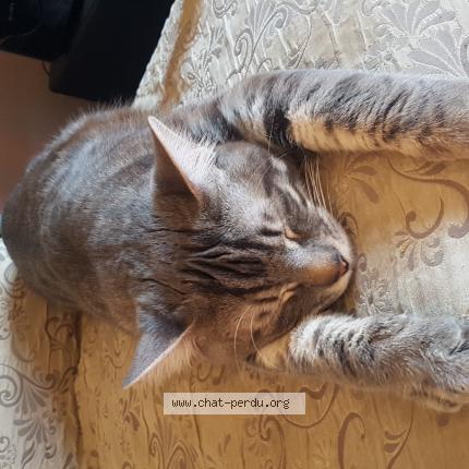 Photo 1/1 zebulon Chat lost in Mercurey