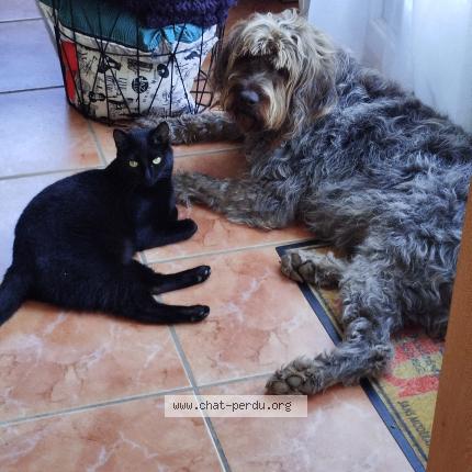 Photo 1/1 Minouche Chat lost in Servian