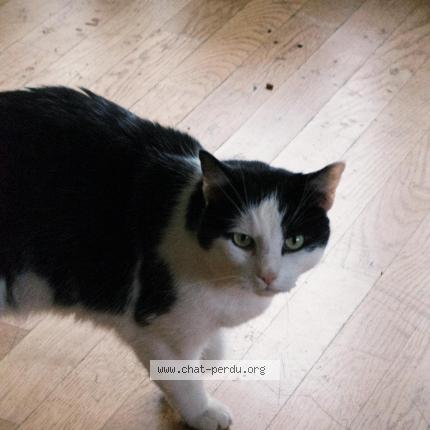 Photo 1/1 BIBI Chat lost in Illkirch graffenstaden