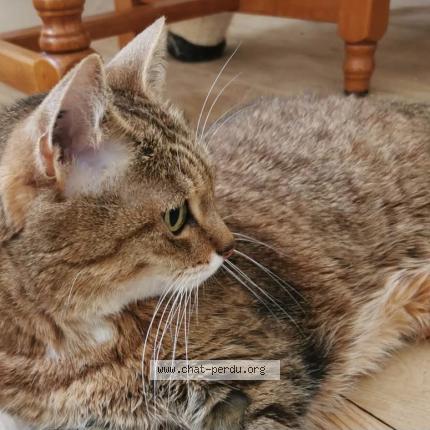 Photo 1/1 Tigresse Chat lost in Crecy la chapelle