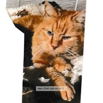 Photo 1/1 ROUQUIN Chat lost in Nanterre