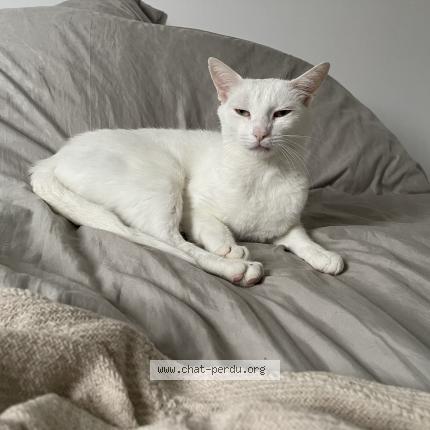 Photo 1/1 Rio Chat lost in Orleans