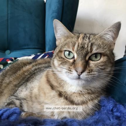 Photo 1/1 Fantômette Chat lost in Tredrez locquemeau