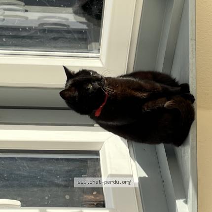 Photo 1/1 Kitty Chat lost in La couture boussey