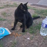 Picture of cat found at Le Vesinet