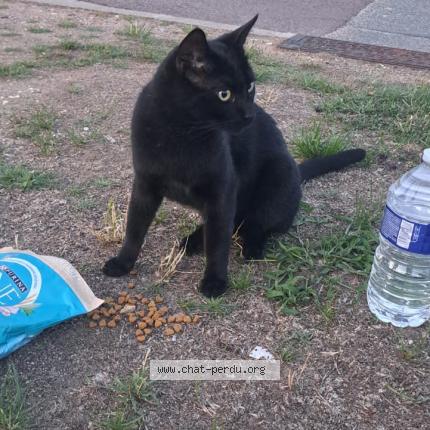 Photo 1/1 Found cat Found in Le vesinet