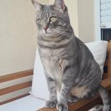 Picture of cat lost at Bailly