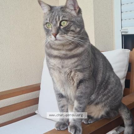 Photo 1/1 Cookie Chat lost in Bailly