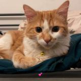 Picture of cat lost at Paris